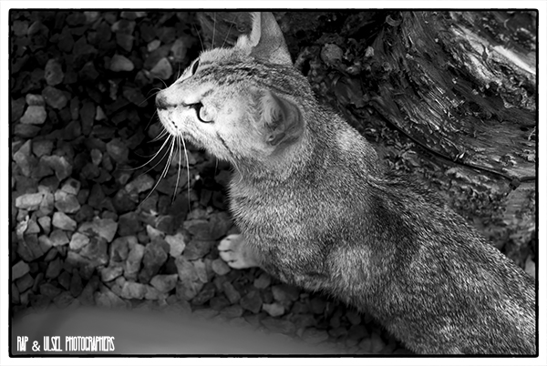 Un gato curioso